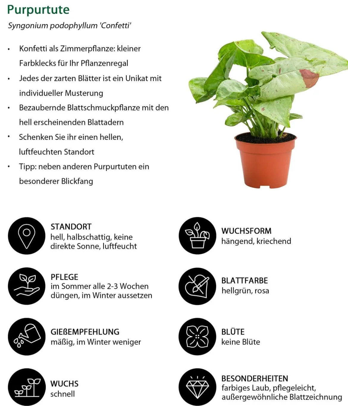 Zimmerpflanzen-Set Dschungelträume, 3-teilig
