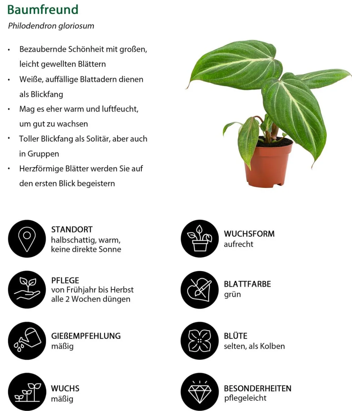 Zimmerpflanzen-Set Dschungelträume, 3-teilig