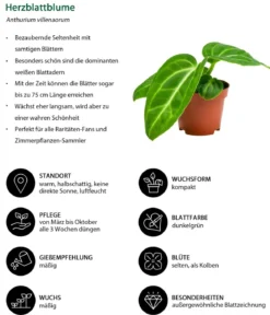 Zimmerpflanzen-Set Dschungelträume, 3-teilig