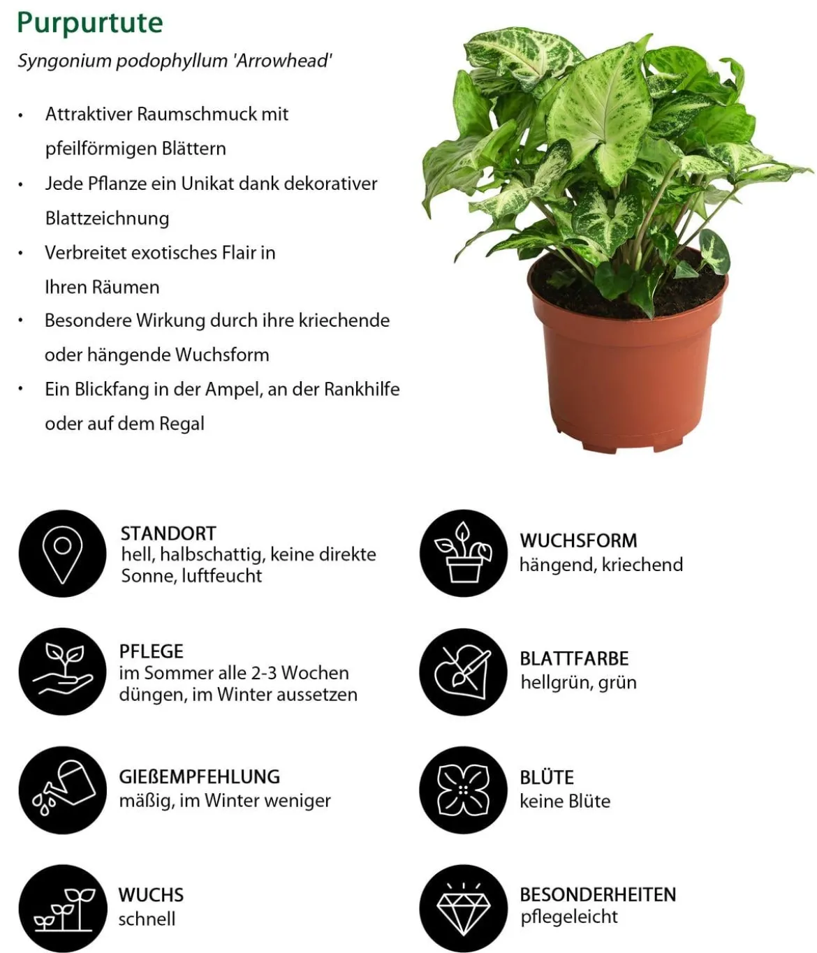 Zimmerpflanzen-Set Ever Green, 3-teilig