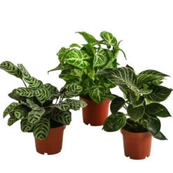 Zimmerpflanzen-Set Ever Green, 3-teilig
