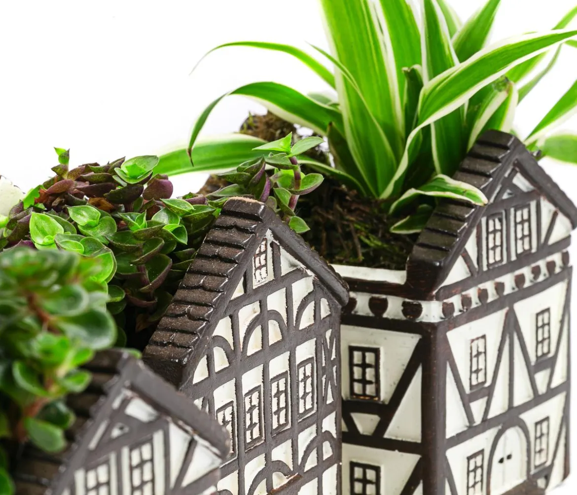 Zimmerpflanzen-Set Fachwerk, 3-teilig