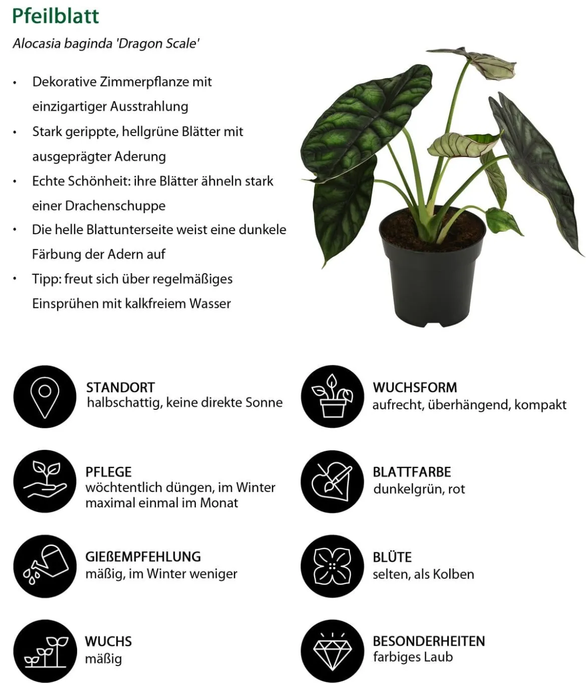 Zimmerpflanzen-Set Glamour, 3-teilig