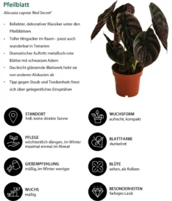 Zimmerpflanzen-Set Glamour, 3-teilig