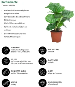 Zimmerpflanzen-Set Grüne Blätter, 4-teilig
