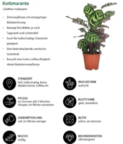 Zimmerpflanzen-Set Grüne Blätter, 4-teilig