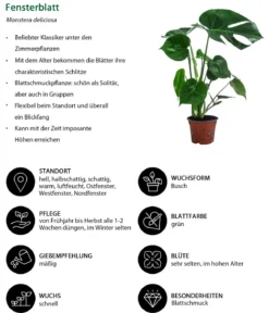 Zimmerpflanzen-Set Grüne Klassiker, 3-teilig