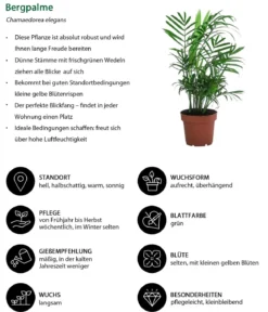 Zimmerpflanzen-Set Grüne Klassiker, 3-teilig