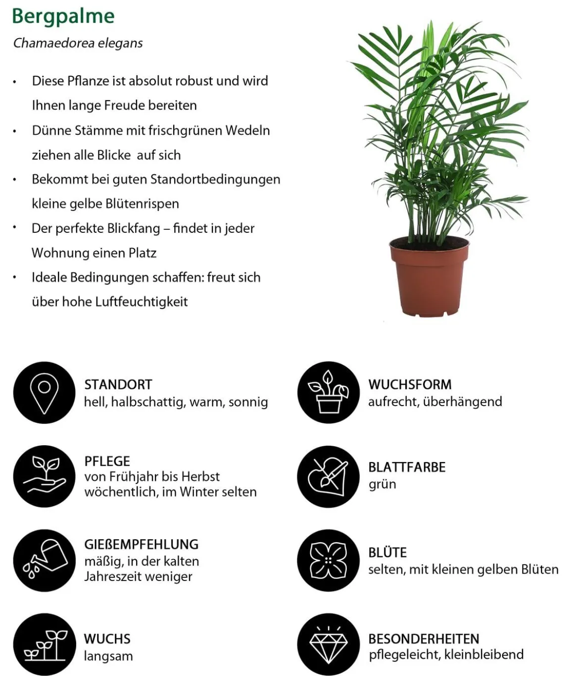 Zimmerpflanzen-Set Grüne Klassiker, 3-teilig