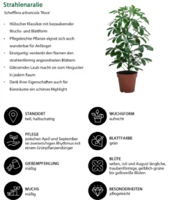 Zimmerpflanzen-Set Grüne Klassiker, 3-teilig
