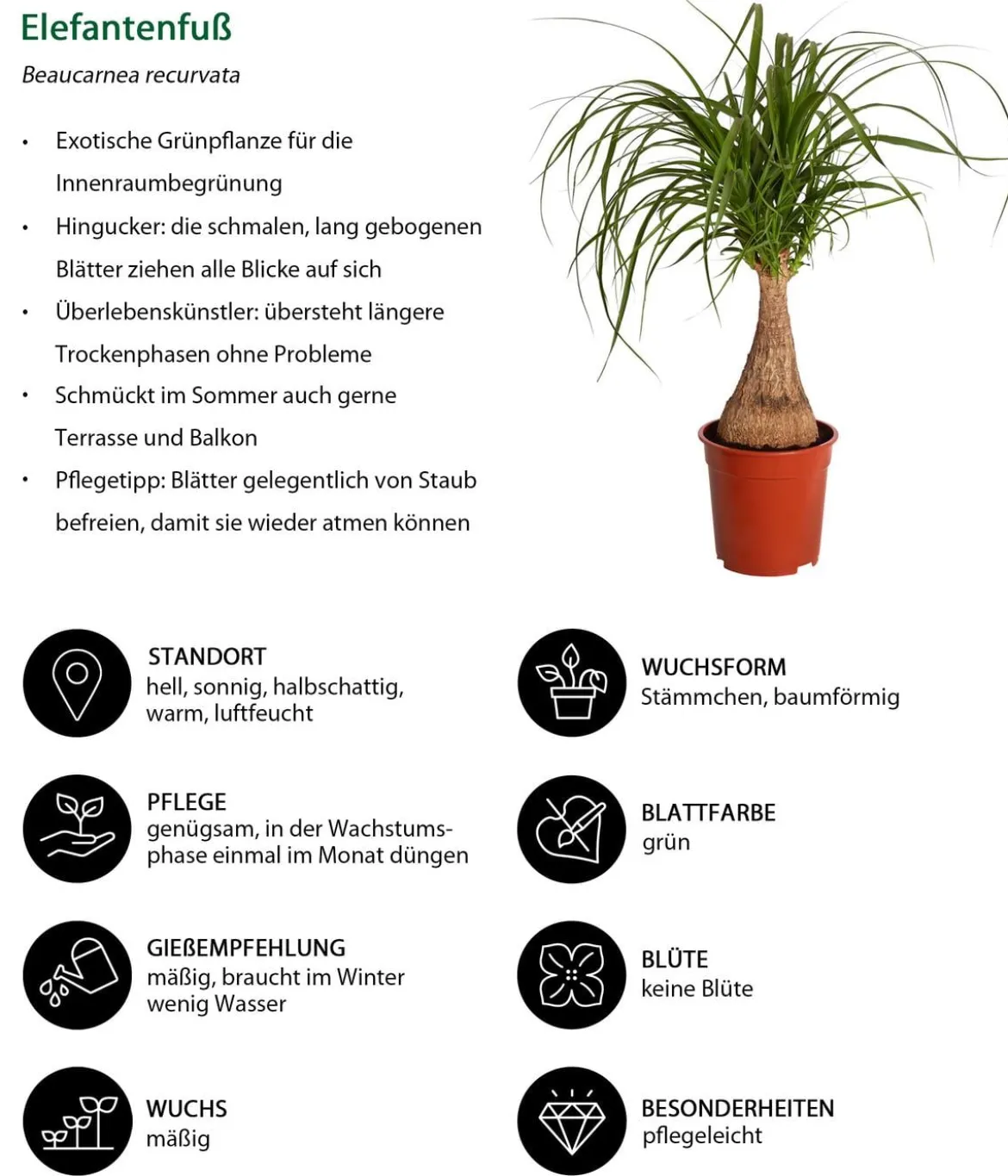 Zimmerpflanzen-Set Grüner leben, 4-teilig