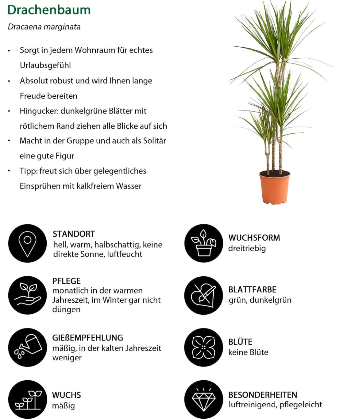 Zimmerpflanzen-Set Grüner leben, 4-teilig