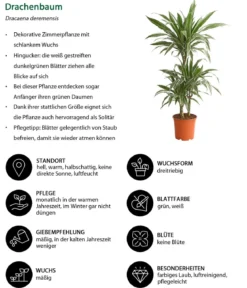 Zimmerpflanzen-Set Grüner leben, 4-teilig