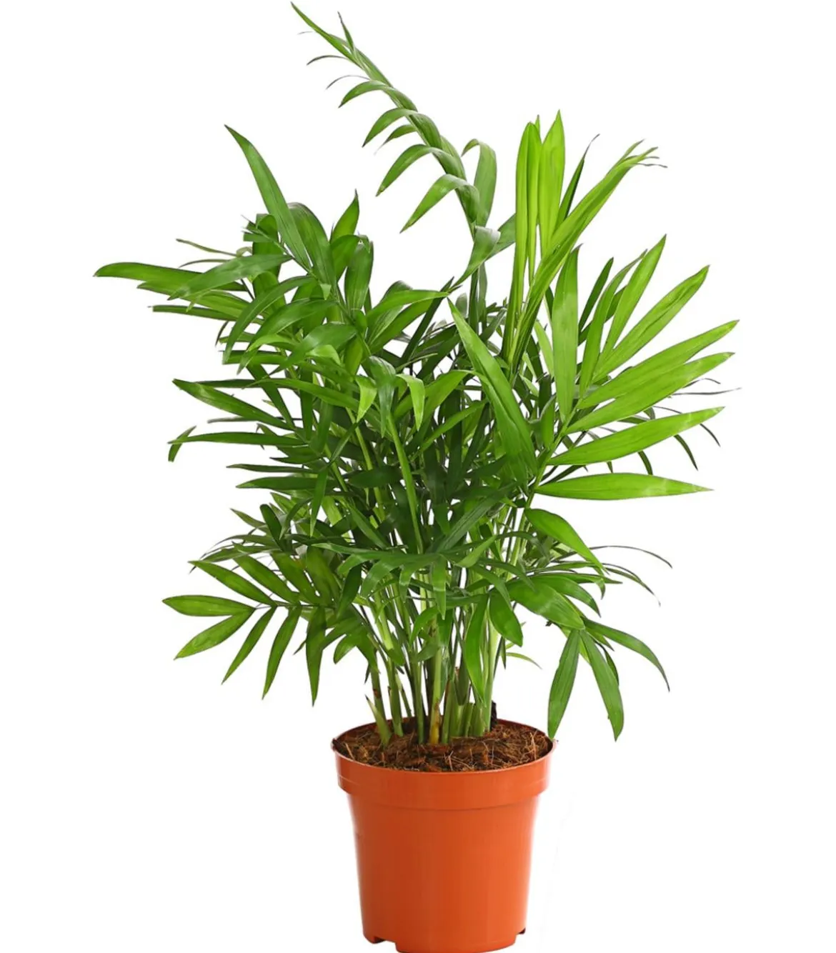 Zimmerpflanzen-Set Grünpflanzen, 3-teilig