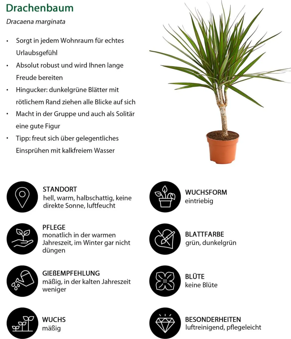 Zimmerpflanzen-Set Grünpflanzen, 3-teilig