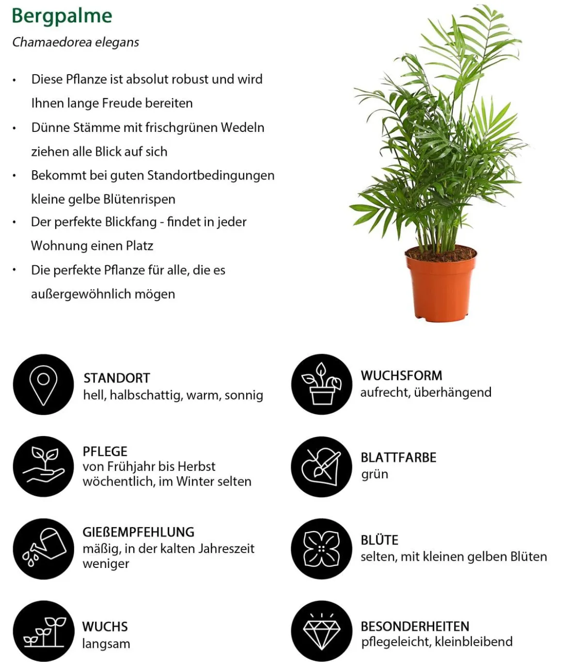 Zimmerpflanzen-Set Grünpflanzen, 3-teilig
