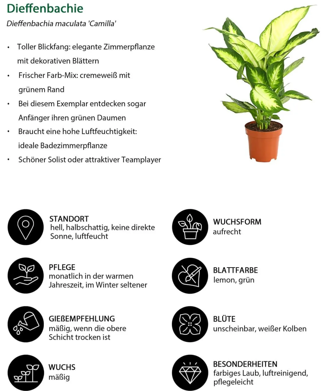 Zimmerpflanzen-Set Grünpflanzen, 3-teilig