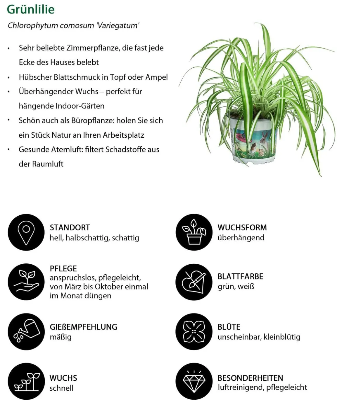 Zimmerpflanzen-Set Heimtierlieblinge, 3-teilig