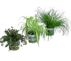 Zimmerpflanzen-Set Heimtierlieblinge, 3-teilig