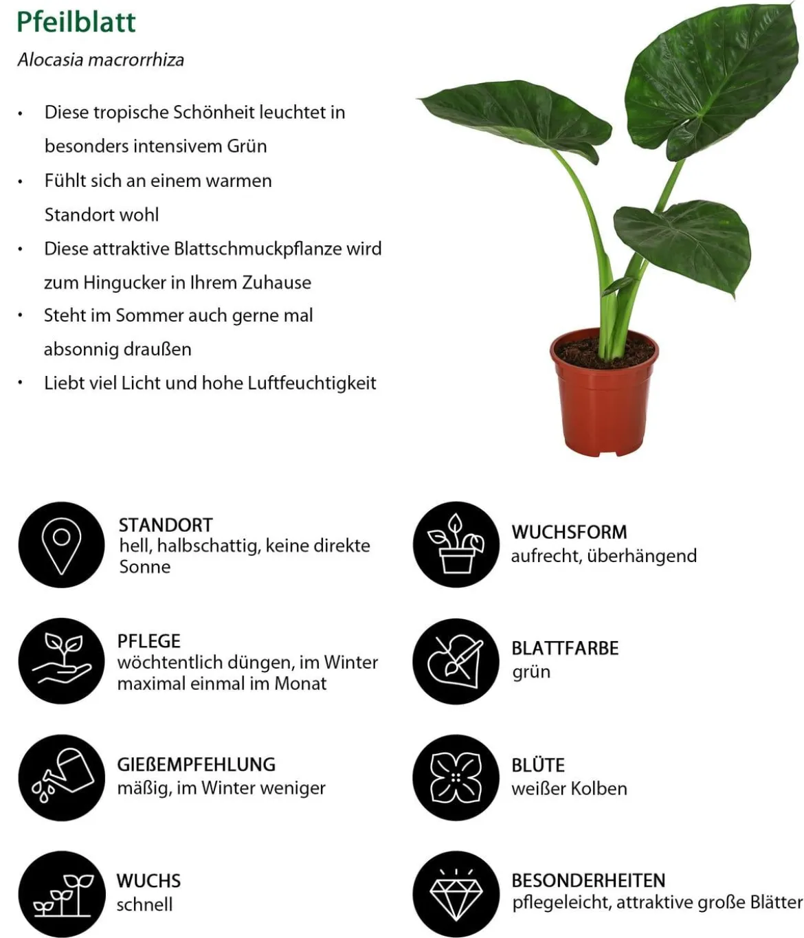 Zimmerpflanzen-Set Home Office, 3-teilig