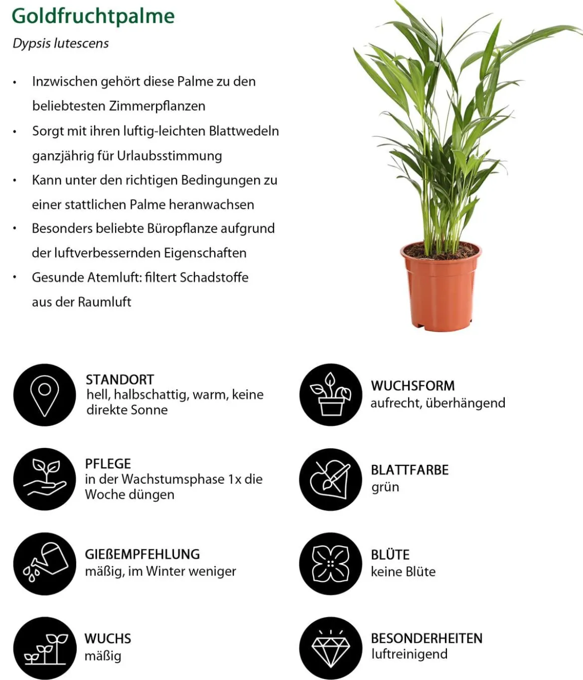 Zimmerpflanzen-Set Home Office, 3-teilig
