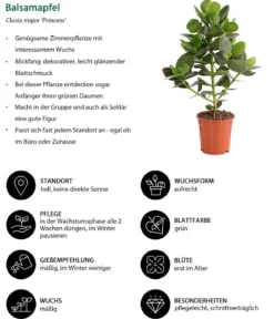 Zimmerpflanzen-Set Home Office, 3-teilig