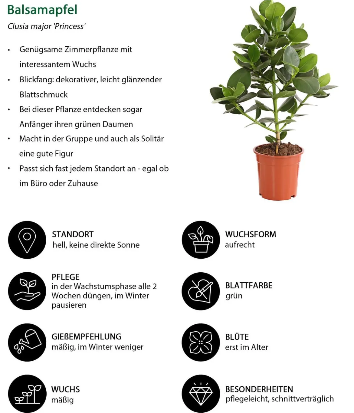 Zimmerpflanzen-Set Home Office, 3-teilig