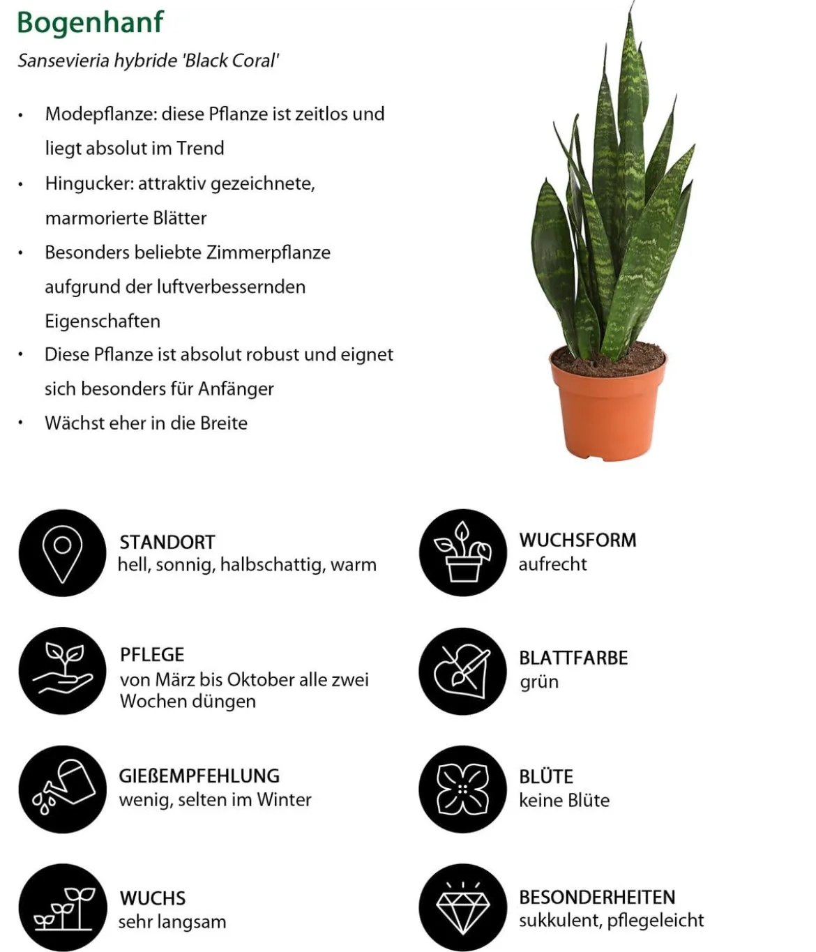 Zimmerpflanzen-Set I Will Survive, 3-teilig