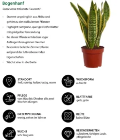 Zimmerpflanzen-Set I Will Survive, 3-teilig