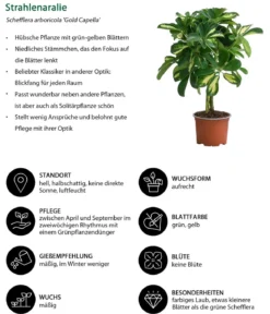 Zimmerpflanzen-Set Kleine Stämmchen 4-teilig