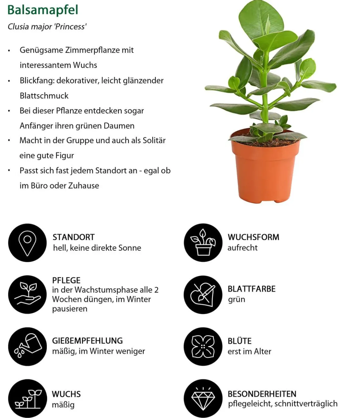 Zimmerpflanzen-Set Luftreiniger, 3-teilig