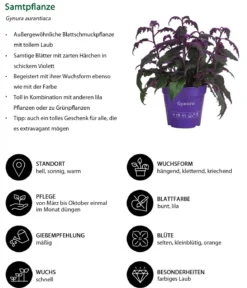 Zimmerpflanzen-Set Mystische Aura, 3-teilig