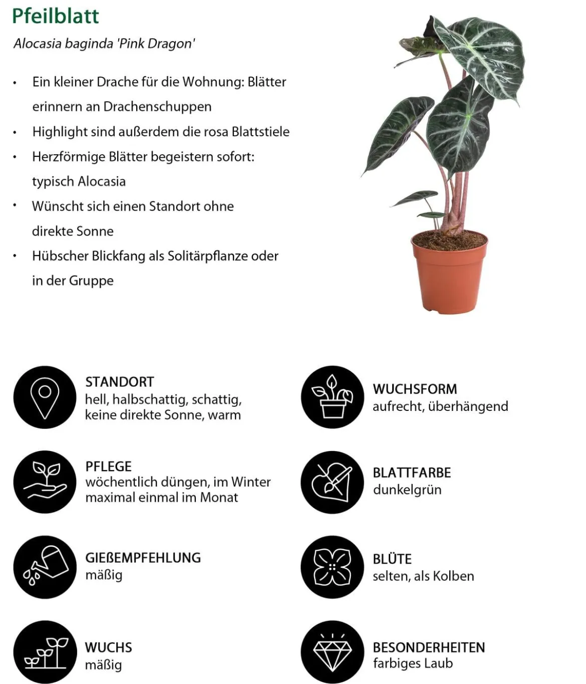 Zimmerpflanzen-Set New Glamour, 3-teilig