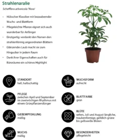 Zimmerpflanzen-Set Oase, 3-teilig