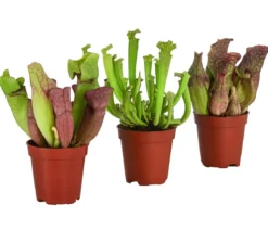 Zimmerpflanzen-Set Schlauchpflanzen - Sarracenia Mix, 3-teilig