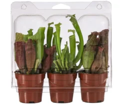 Zimmerpflanzen-Set Schlauchpflanzen - Sarracenia Mix, 3-teilig