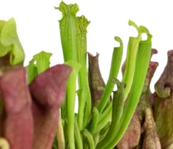 Zimmerpflanzen-Set Schlauchpflanzen - Sarracenia Mix, 3-teilig