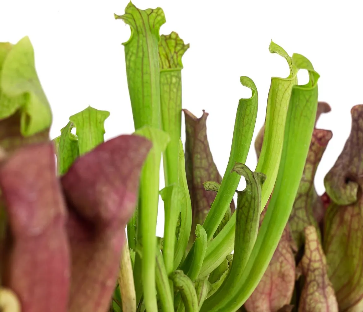 Zimmerpflanzen-Set Schlauchpflanzen - Sarracenia Mix, 3-teilig