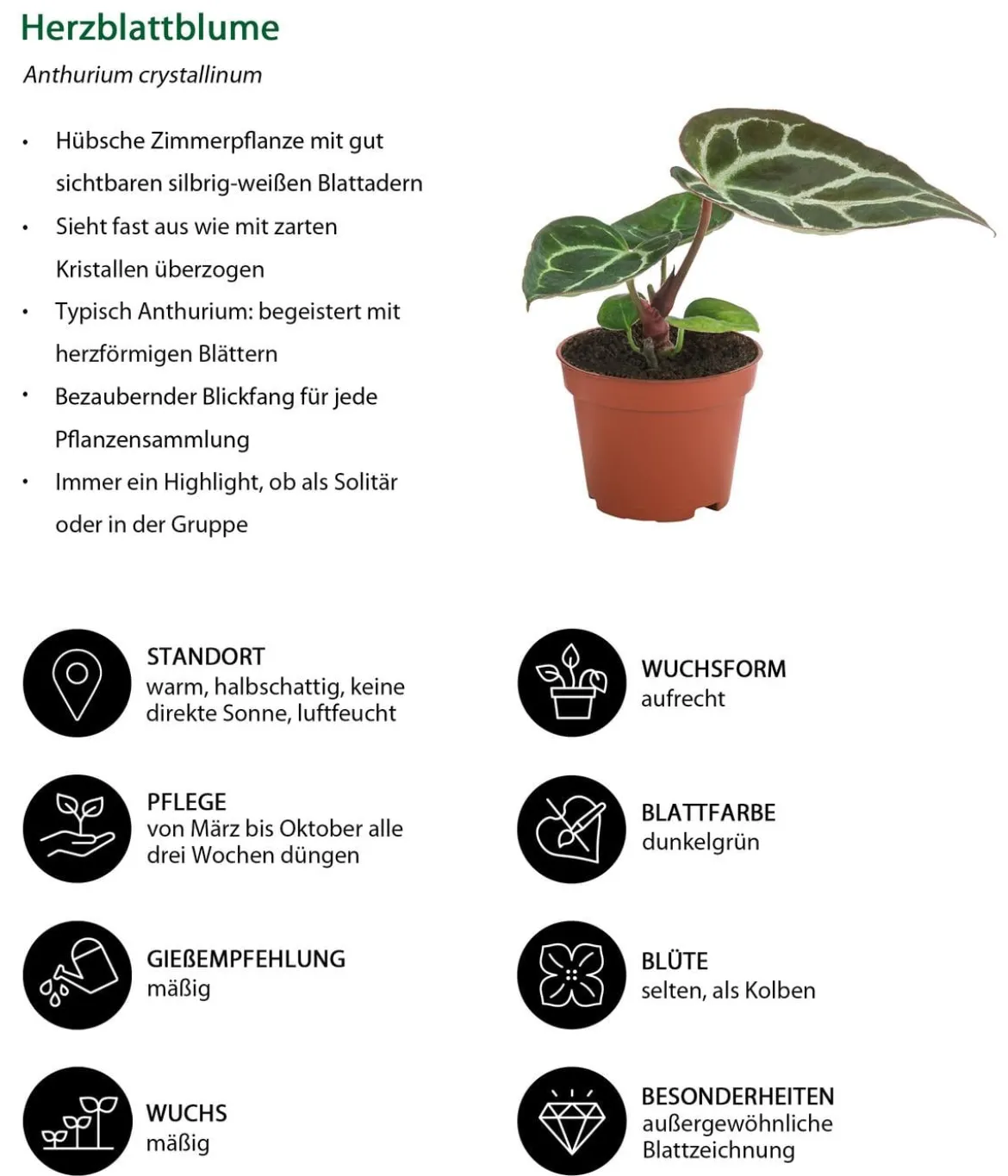 Zimmerpflanzen-Set Silberfaden, 2-teilig