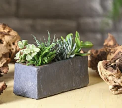 Zimmerpflanzen-Set Sukkulenten, verschiedene Sorten