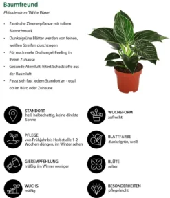 Zimmerpflanzen-Set Trend, 3-teilig