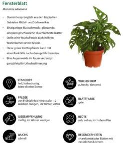 Zimmerpflanzen-Set Trend, 3-teilig