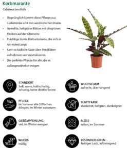 Zimmerpflanzen-Set Trend, 3-teilig