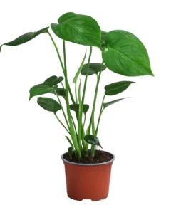 Zimmerpflanzen-Set Tropical, 5-teilig