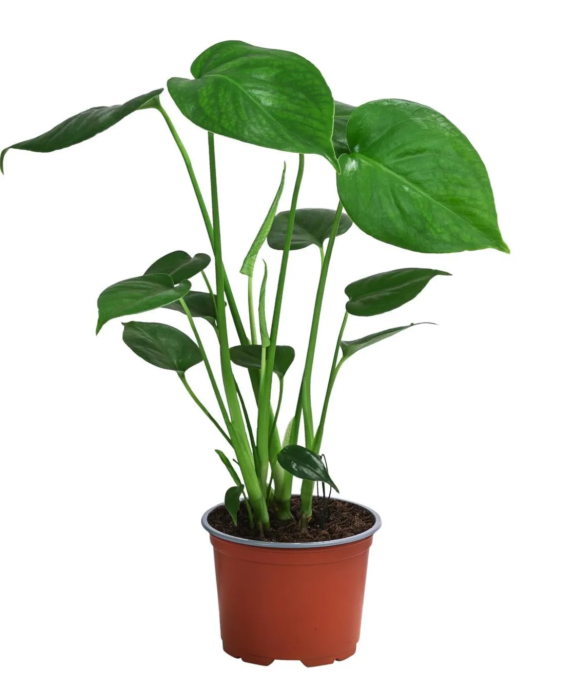 Zimmerpflanzen-Set Tropical, 5-teilig