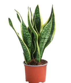 Zimmerpflanzen-Set Tropical, 5-teilig