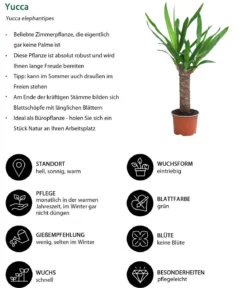 Zimmerpflanzen-Set Tropical, 5-teilig