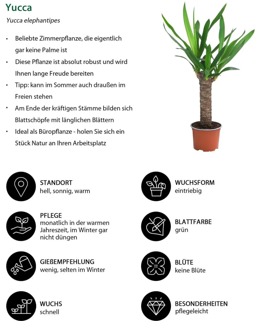 Zimmerpflanzen-Set Tropical, 5-teilig