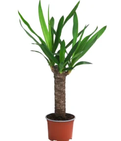 Zimmerpflanzen-Set Tropical, 5-teilig