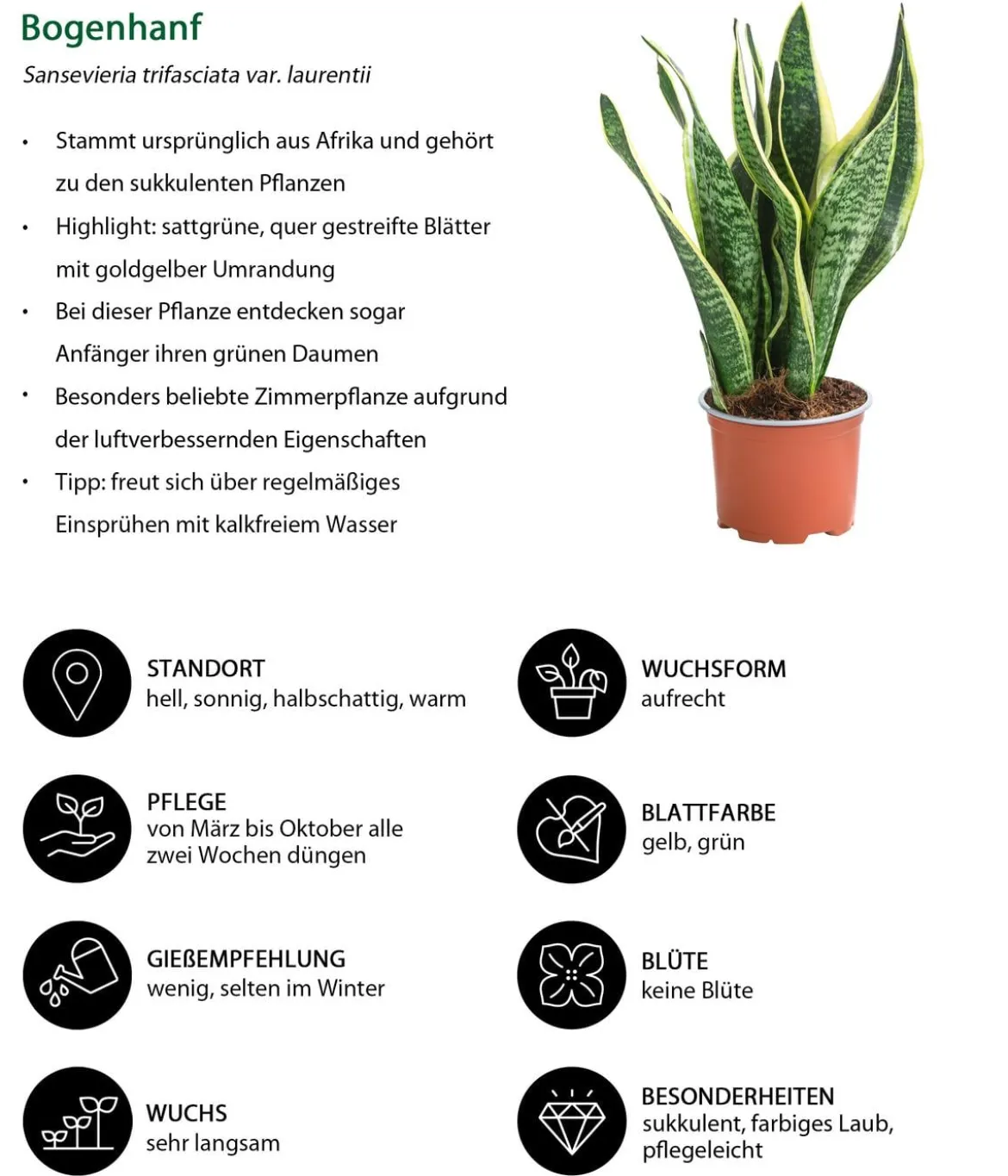Zimmerpflanzen-Set Tropical, 5-teilig